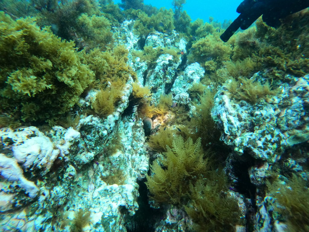 San Clemente Moray Eel